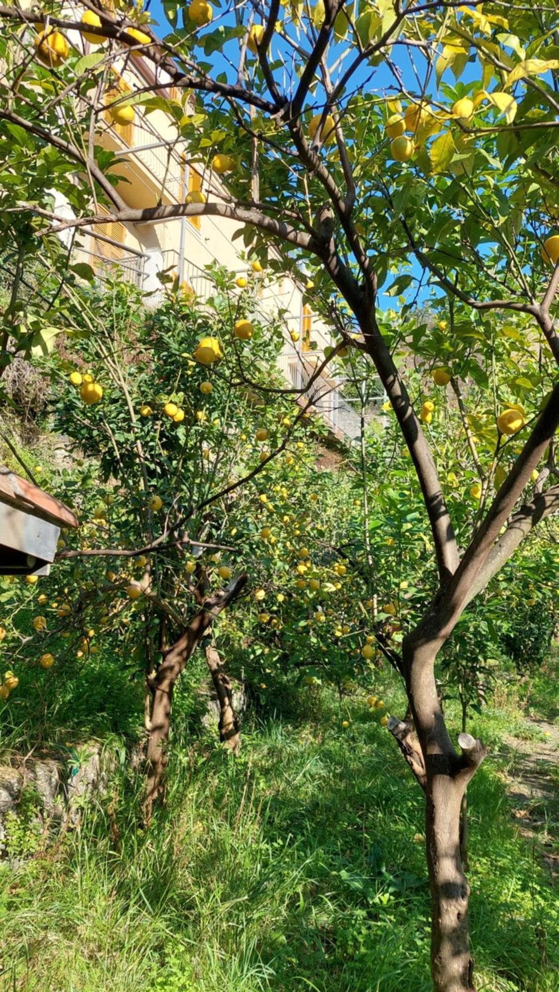 Hotel La Casa Dei Limoni Monterosso al Mare Exterior foto